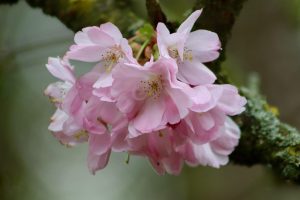 Cherry Blossom Tattoo Meaning