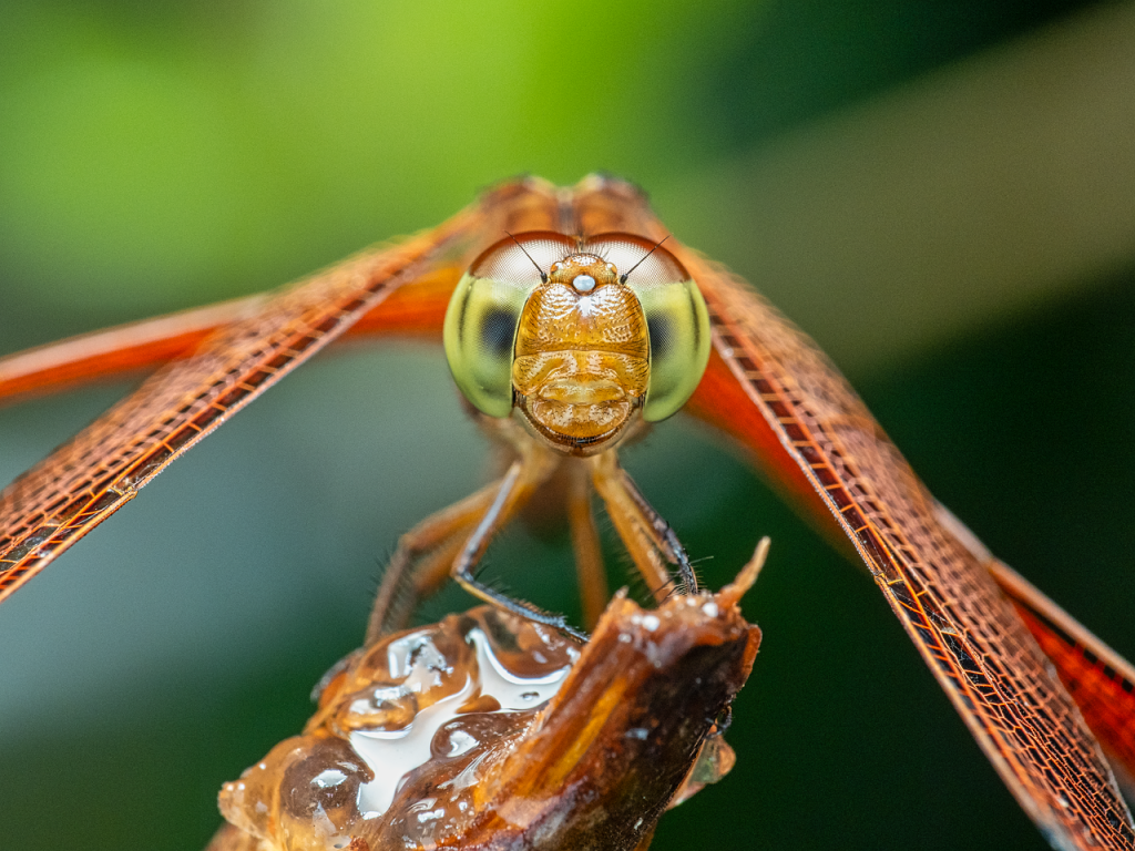 Spiritual Significance of Dragonfly Tattoos