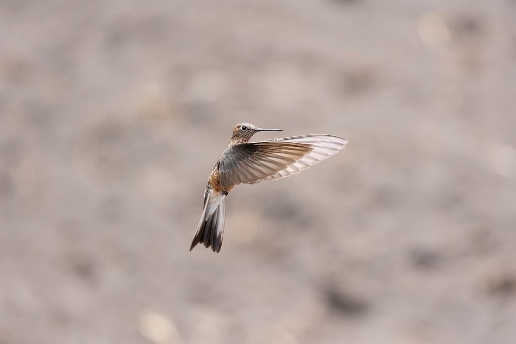 Cultural Significance of Hummingbird Tattoos