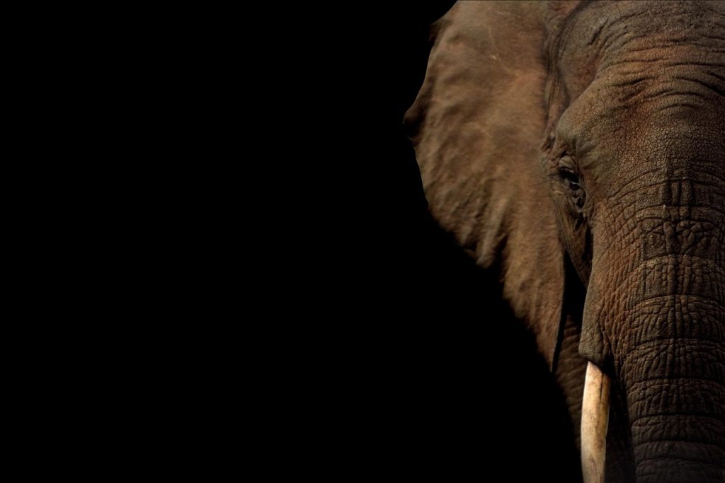 Personal Connection to Elephant Tattoos