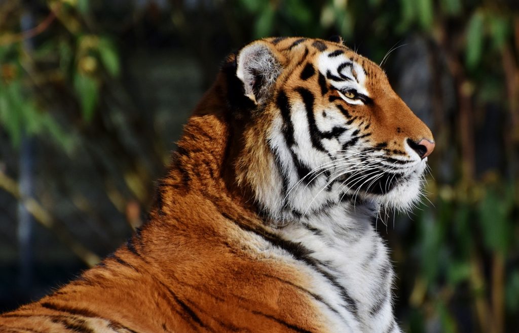Choosing the Right Design for Your Tiger Tattoo