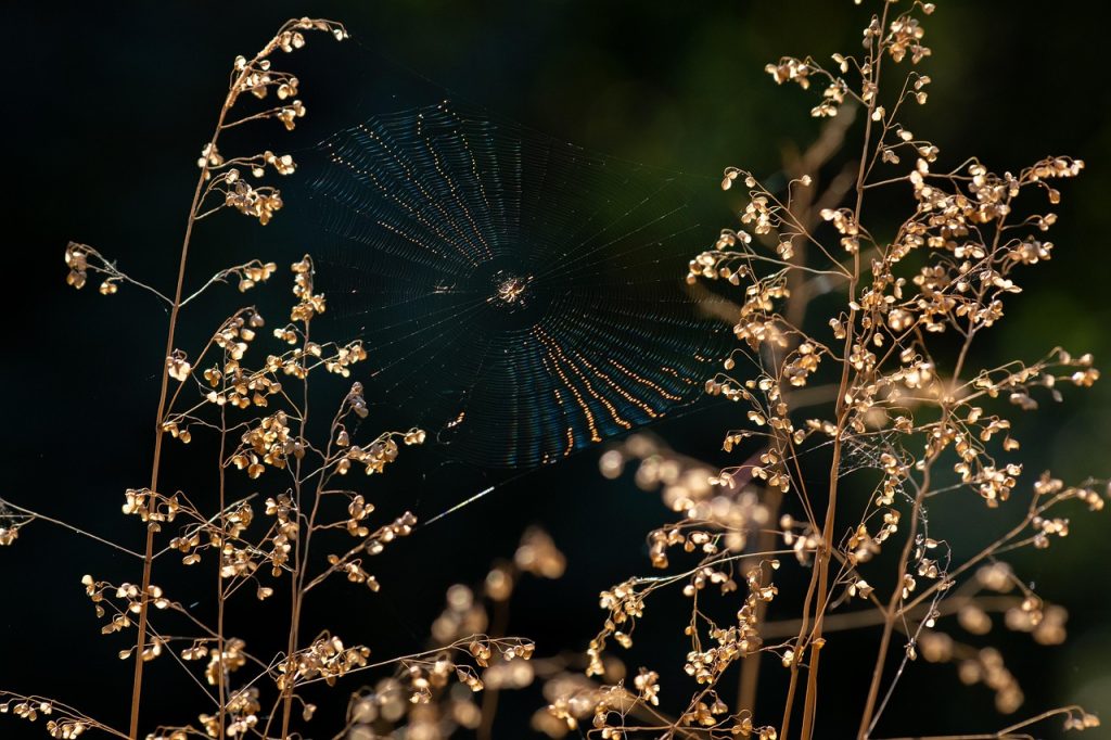 Choosing a Spider Web Tattoo: Best Practices