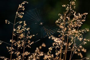 Spider Web Tattoo Meaning