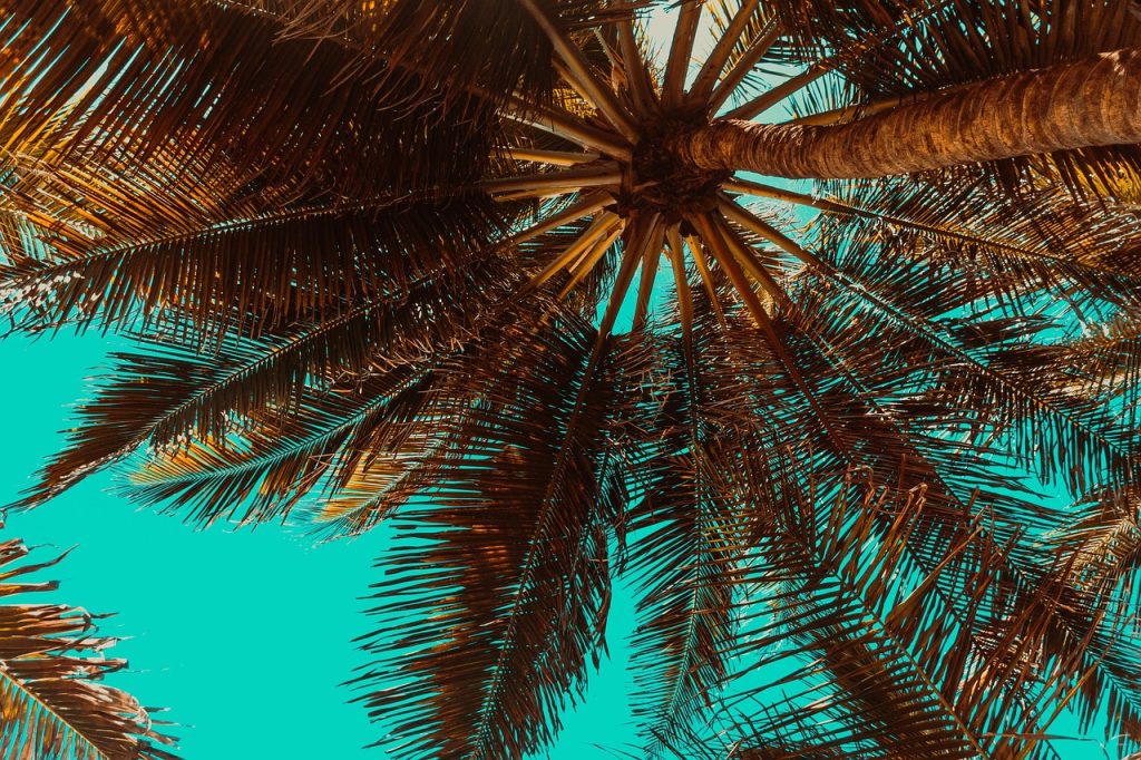 Cultural Interpretations of Palm Tree Tattoos