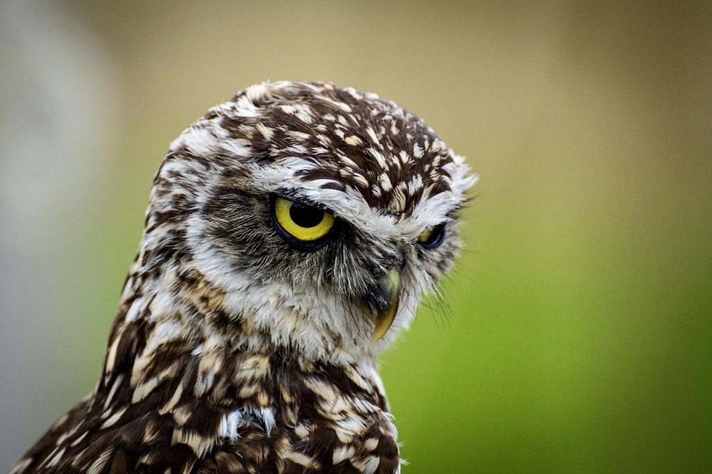 Symbolism and Cultural Significance of Owl Tattoos