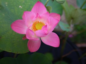 Lotus Flower Tattoo Meaning: Beauty and Symbolism
