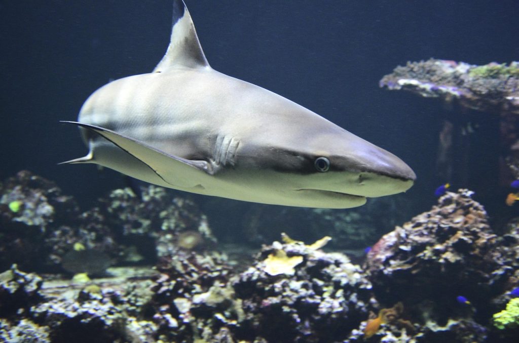 Popular Shark Tattoo Designs
