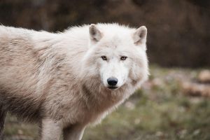 Wolf Tattoo Ideas for Men