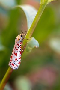 Moth Tattoo Meaning