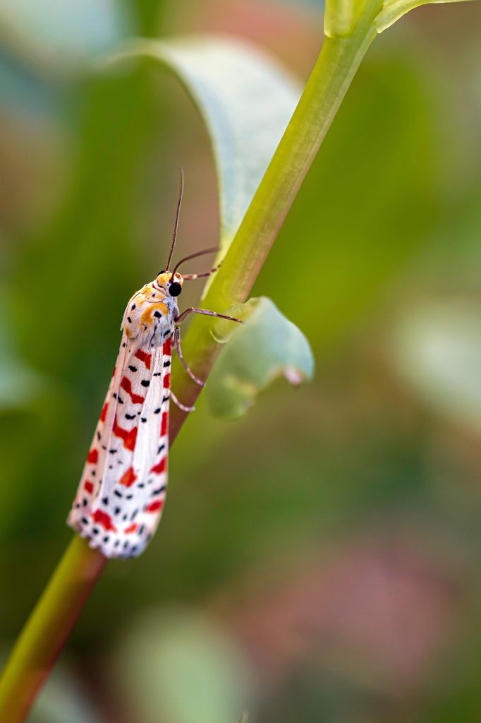 The Symbolism Behind Moth Tattoos