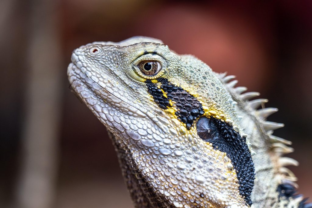 Choosing the Right Dragon Tattoo for You