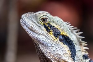 Dragon Tattoo Meaning: Unveiling the Symbolism and Significance