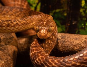 Snake Tattoo Meaning: A Deep Dive into Symbolism and Significance