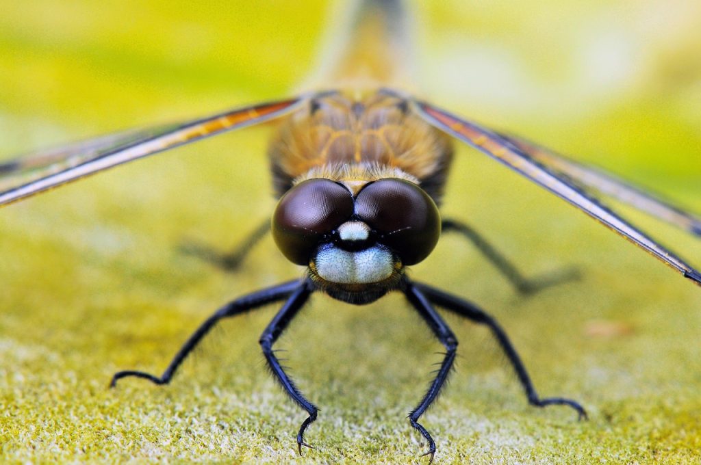 Choosing Your Dragonfly Tattoo Design