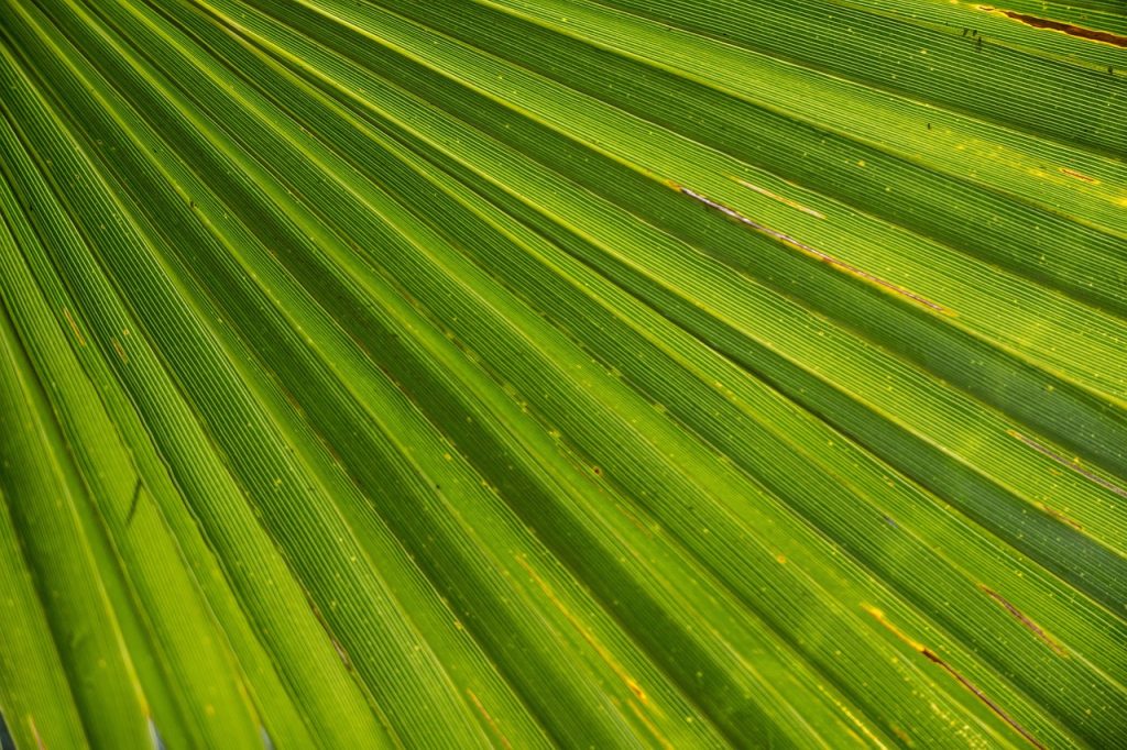 Finding the Right Artist for Your Palm Tree Tattoo