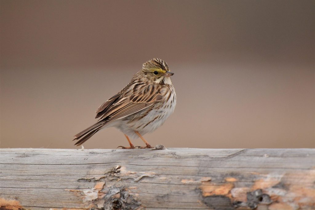 Choosing the Right Sparrow Tattoo for You