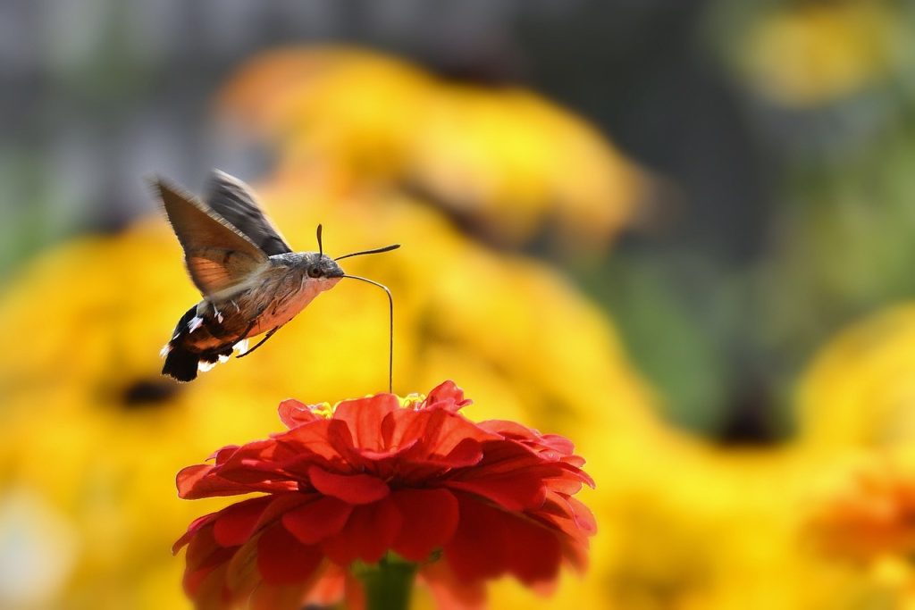 Cultural Interpretations of Moth Tattoos
