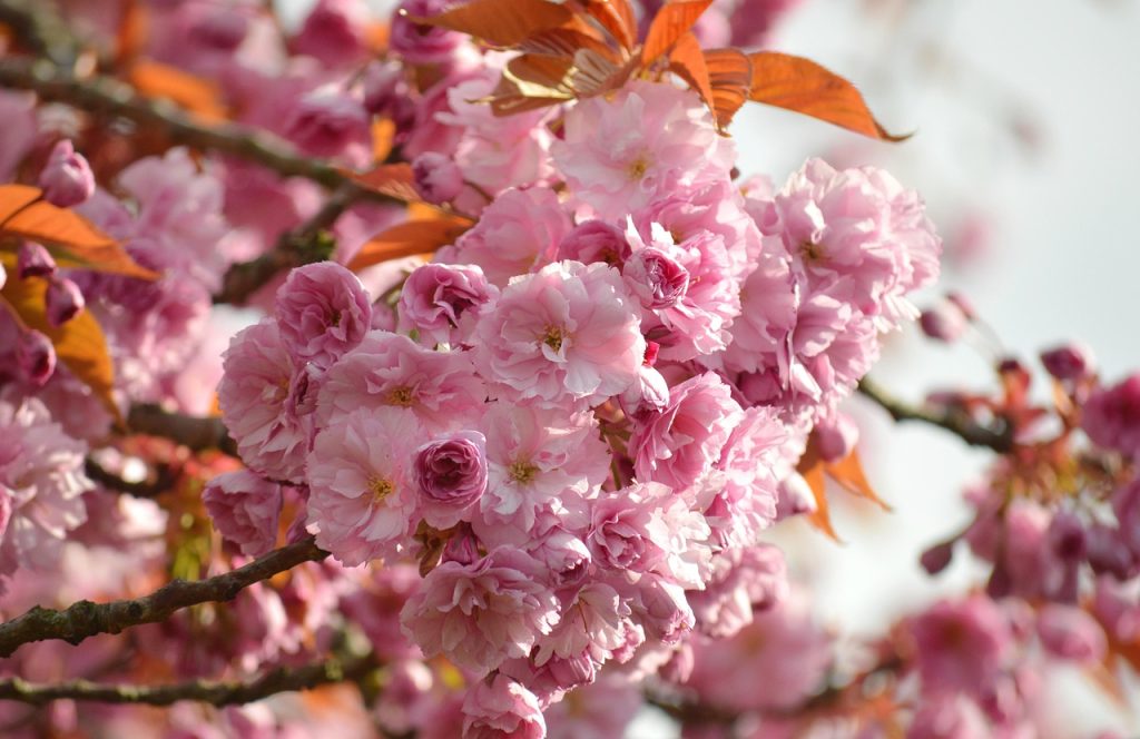 Best Practices for Choosing a Cherry Blossom Tattoo