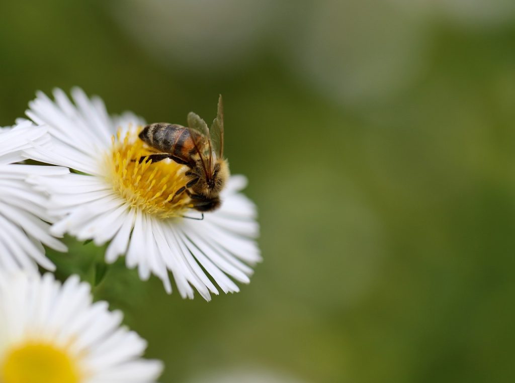 Choosing the Right Style for Your Bee Tattoo