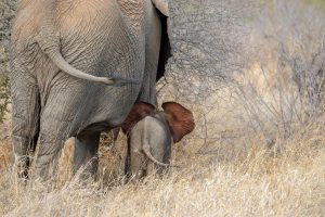 Elephant Tattoo Meaning: Unraveling the Symbolism Behind the Ink