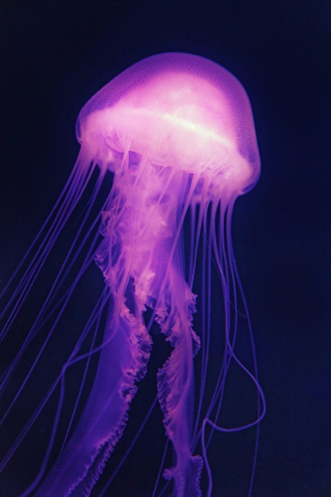 Cultural and Historical Significance of Medusa