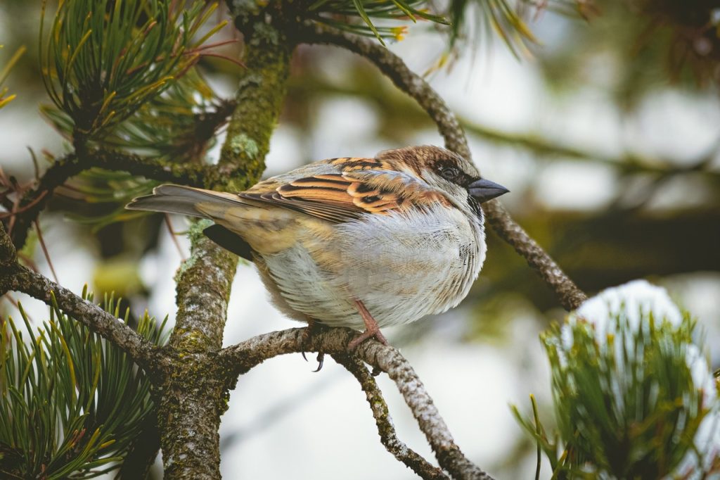 Symbolism of the Sparrow in Tattoo Art