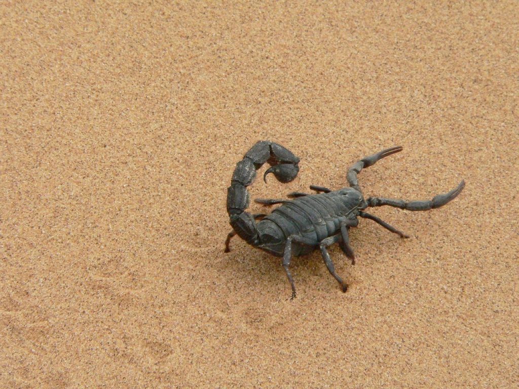 Popular Scorpion Tattoo Designs to Consider