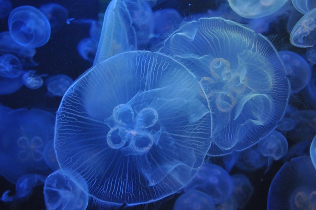 The Symbolism Behind Jellyfish Tattoos