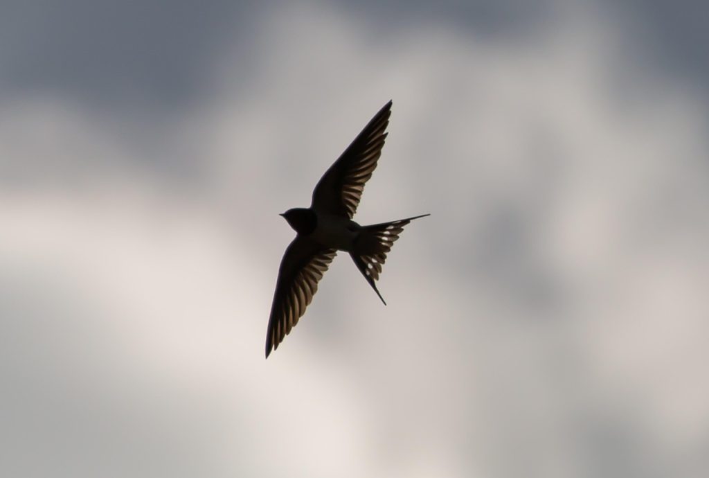 Choosing the Right Swallow Tattoo for You