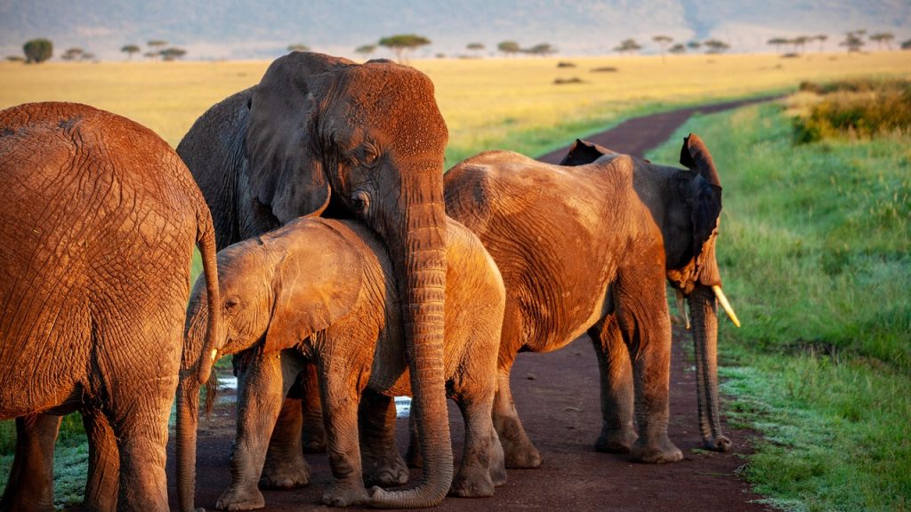 Tips for Choosing the Right Elephant Tattoo